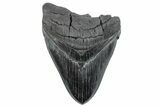 Serrated, Fossil Megalodon Tooth - Massive SC Meg! #289374-1